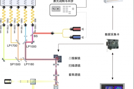 Qumi系列新品｜单光子极限灵敏度共聚焦显微镜：突破1700 nm成像边界，解锁深层活体观测新窗口